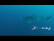 Shark Blue 5A 1320
